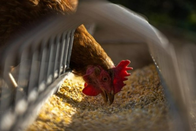 TÜİK - Tavuk eti üretimi 237 bin 567 ton, tavuk yumurtası üretimi 1,55 milyar adet oldu