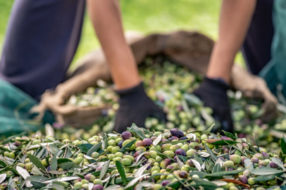 Sofralık Zeytin İhracatında 255 Milyon Dolarlık Tarihi Rekor 