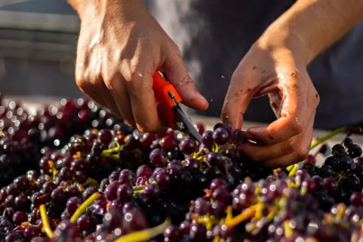 Bulgaristan'ın şarap sektörü bu yıl kalite ve ihracat potansiyeli konusunda iyimser