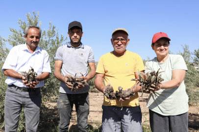 Mersin’de üreticilere enginar yumrusu desteği