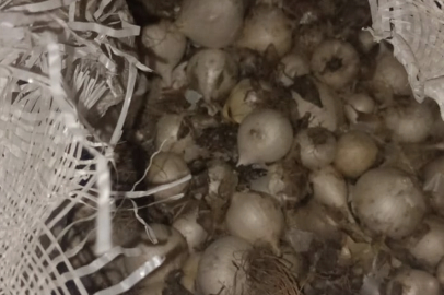 Tunceli’de Dağ Sarımsağı operasyonu