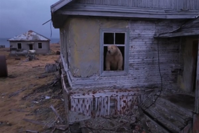 Rusya'da kutup ayıları terk edilmiş bir araştırma tesisini yurt edindi