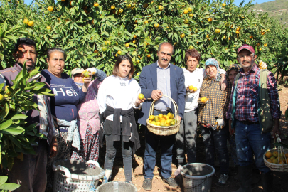 Mandalinada İhracat Hedefi 500 Milyon Dolar, Satsuma Mandalinada 125 Milyon Dolar