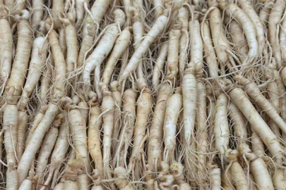 Jilin’in altın kökü: Fusong'da Ginseng endüstrisi