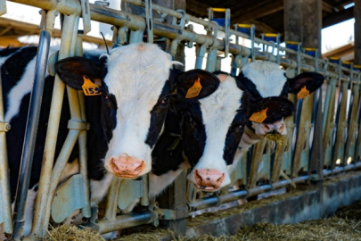 Tarım ve Orman Bakanlığı, şap hastalığının kontrol altına alındığını açıkladı