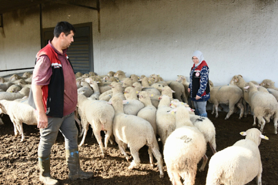 Aliağa’da 110 üreticiye 210 küçükbaş hayvan teslim edildi