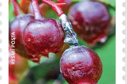 PTT'den “Yabani Meyveler-4” Konulu Resmî Posta Pulu