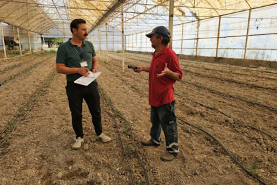 Bodrum'da zeytin üreticilerine teknik destek sağlanıyor