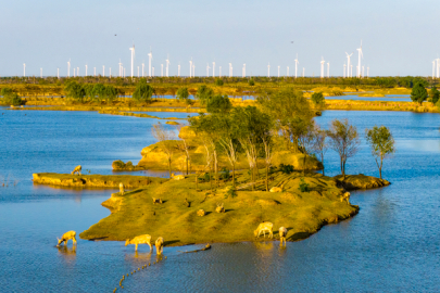CGTN Anketi: İklim yönetişiminde somut adımlar atılmalı