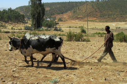 Ali: Afrika’nın yükselişi şehirlerimizde, tarlalarımızda şekilleniyor