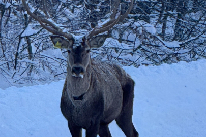 Karla Kaplı Kuzuyayla’da Kızıl Geyik Görüntülendi