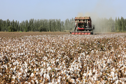 Çin pamuğunun yüzde 92.8’i Xinjiang’da üretiliyor