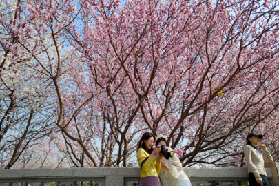 Çin’de ağaçlandırma seferberliği “Güzel Çin” hedefini güçlendiriyor