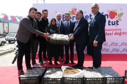 Adana’da üreticiye 900 bin çilek fidesi desteği