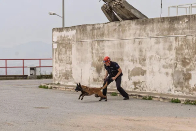 Barınaktan kurtarılan köpek enkaz arama için eğitiliyor