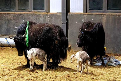 Çinli bilim insanlarından yak klonlamada yeni adım